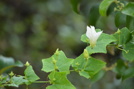 ivy gourdの写真素材