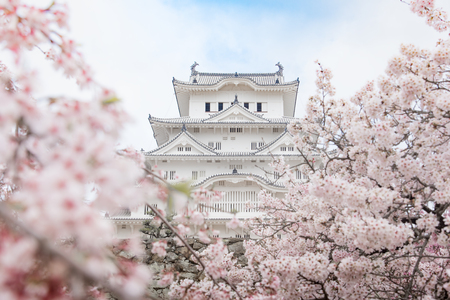Japan Himeji castle , White Heron Castle in beautiful sakura cherry blossom seasonのeditorial素材