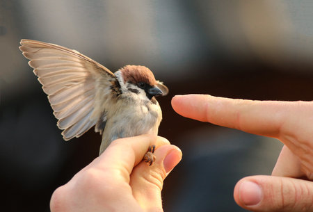 A tree sparrow holded in a hand. It shows its wings.の写真素材