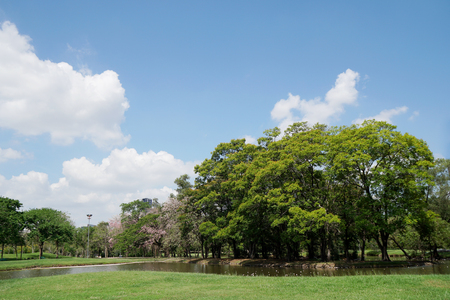Grass field in Public parkの写真素材