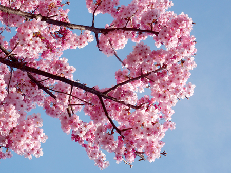 cherry blossom treeの写真素材