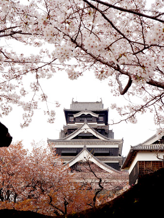 cherry blossom tree with castleのeditorial素材