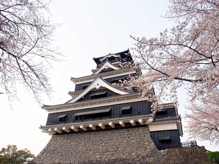 cherry blossom tree with castleのeditorial素材