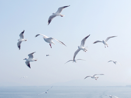 Flying seagullの写真素材