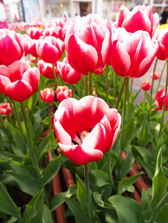 Tulip flower in the gardenの写真素材