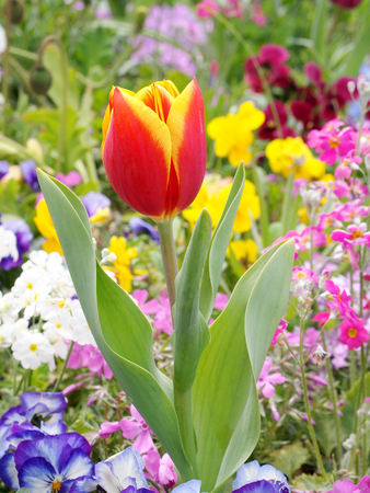 Tulip flower in the gardenの写真素材