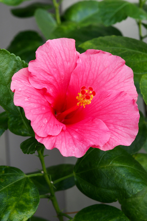 Pink Hibiscus flowerの写真素材