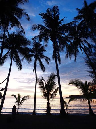 Coconut Trees  Sunset View On The Beachの写真素材