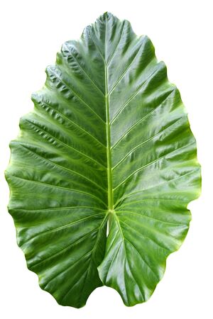 Green leaf die cut keep pathsの写真素材