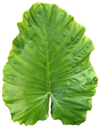 Green leaf die cut keep pathsの写真素材