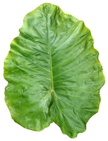 Green leaf die cut keep pathsの写真素材