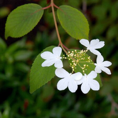 Small flowersの写真素材