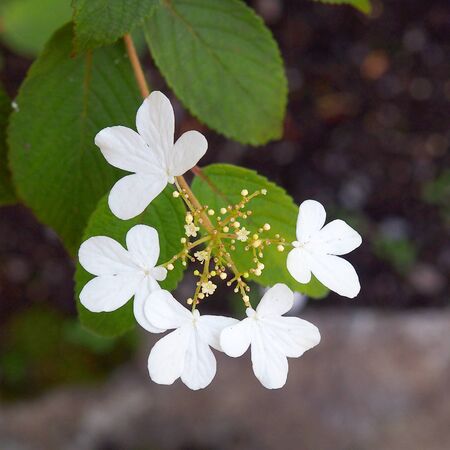 Small flowersの写真素材