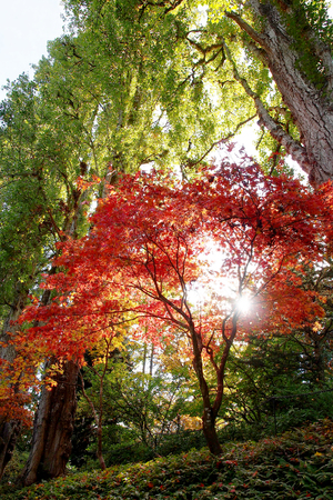 Trees in the gardenの写真素材