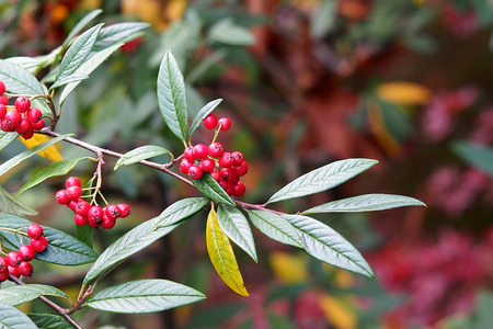 berries in the gardenの写真素材