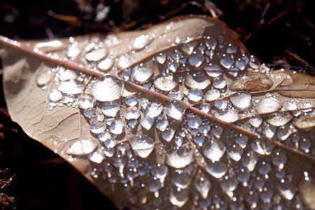 Leaf on the floorの写真素材