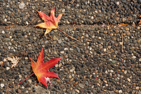 Maple leaf on the floorの写真素材