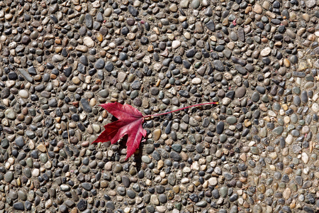 Maple leaf on the floorの写真素材