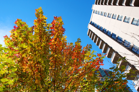 Maple tree and buildingの写真素材
