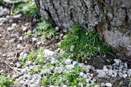 Small plantの写真素材