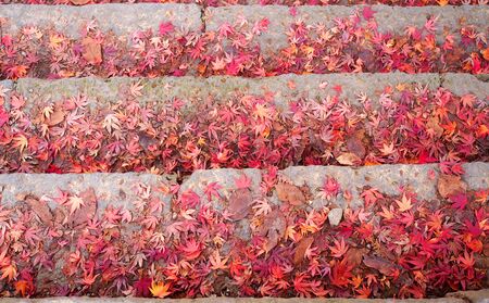 Maple leaf on the stairsの写真素材