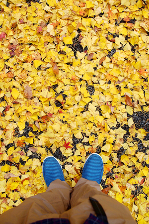 Yellow leaf on the floorの写真素材