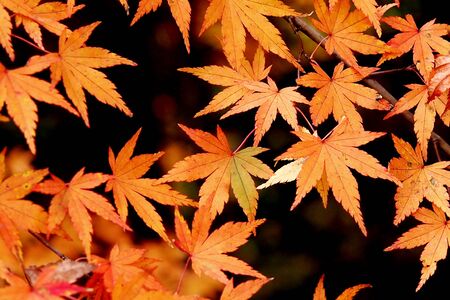Maple tree in Japanの写真素材