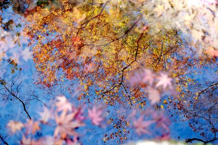 Maple tree reflection in water Japanの写真素材