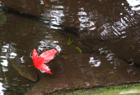 Maple leaf on waterの写真素材