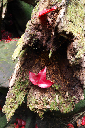 Maple leaf on the old trunkの写真素材