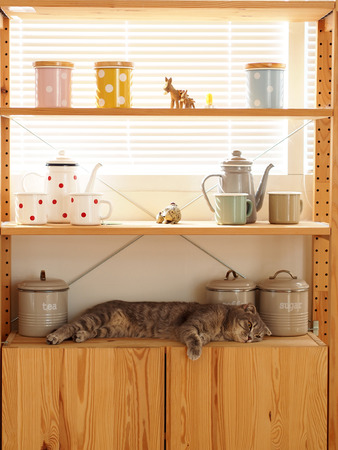 Cute catの写真素材