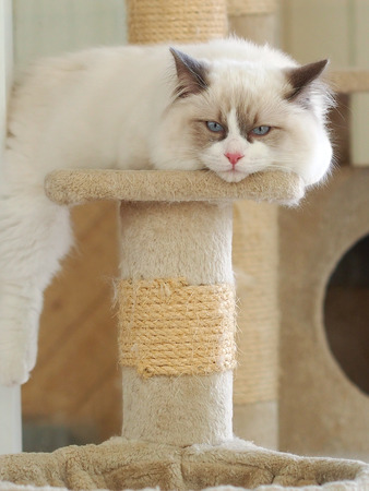 Cute catの写真素材