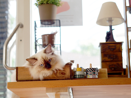 Cute catの写真素材