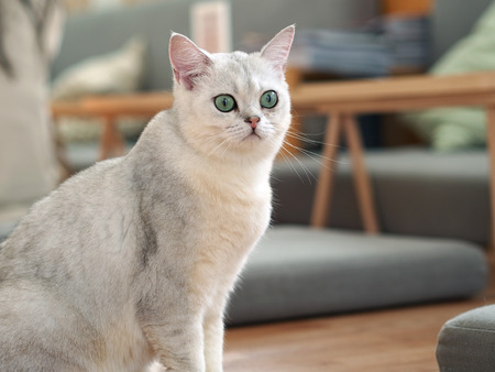 Cute catの写真素材