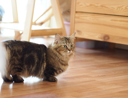 Cute catの写真素材
