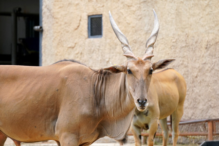 Gazelle antelope in the zooの写真素材