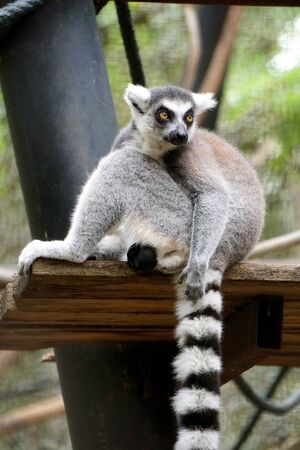 Lemur ring tail in the zooの写真素材
