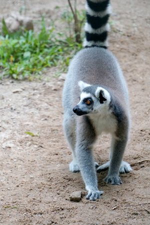 Lemur ring tail in the zoo