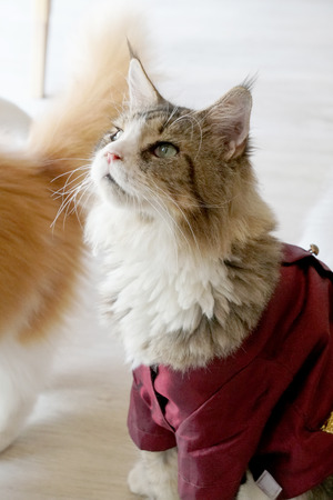 Cute and Adorable Catの写真素材