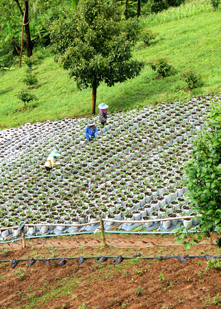 Worker at Strawberry farmのeditorial素材