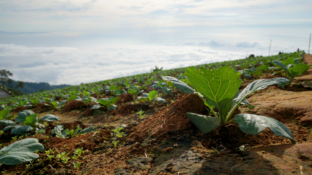 View on mountain and Cabbage farmの写真素材