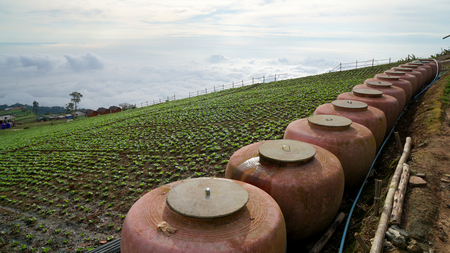 Cabbage field on mountainの写真素材