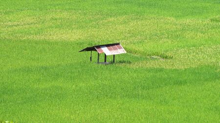 Rice field in Thailandの写真素材