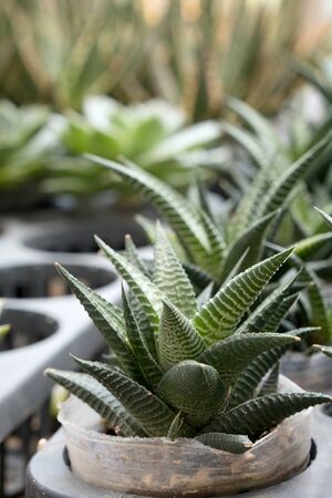 Small cactus at cafeの写真素材