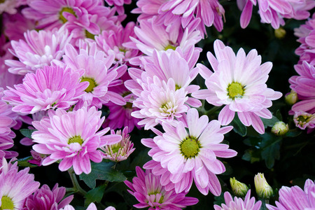 Flowers decoration in the gardenの写真素材