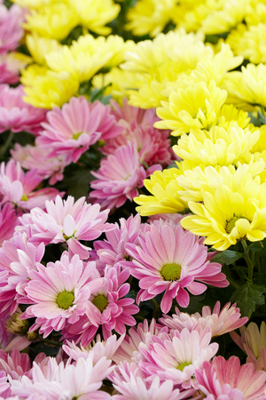 Flowers decoration in the gardenの写真素材