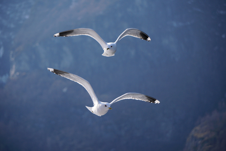 Flying seagull in the skyの写真素材
