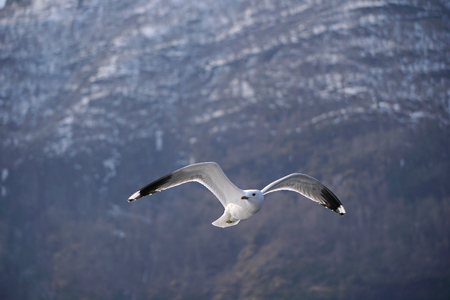 Flying seagull in the skyの写真素材