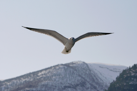 Flying seagull in the skyの写真素材