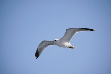 Flying seagull in the skyの写真素材